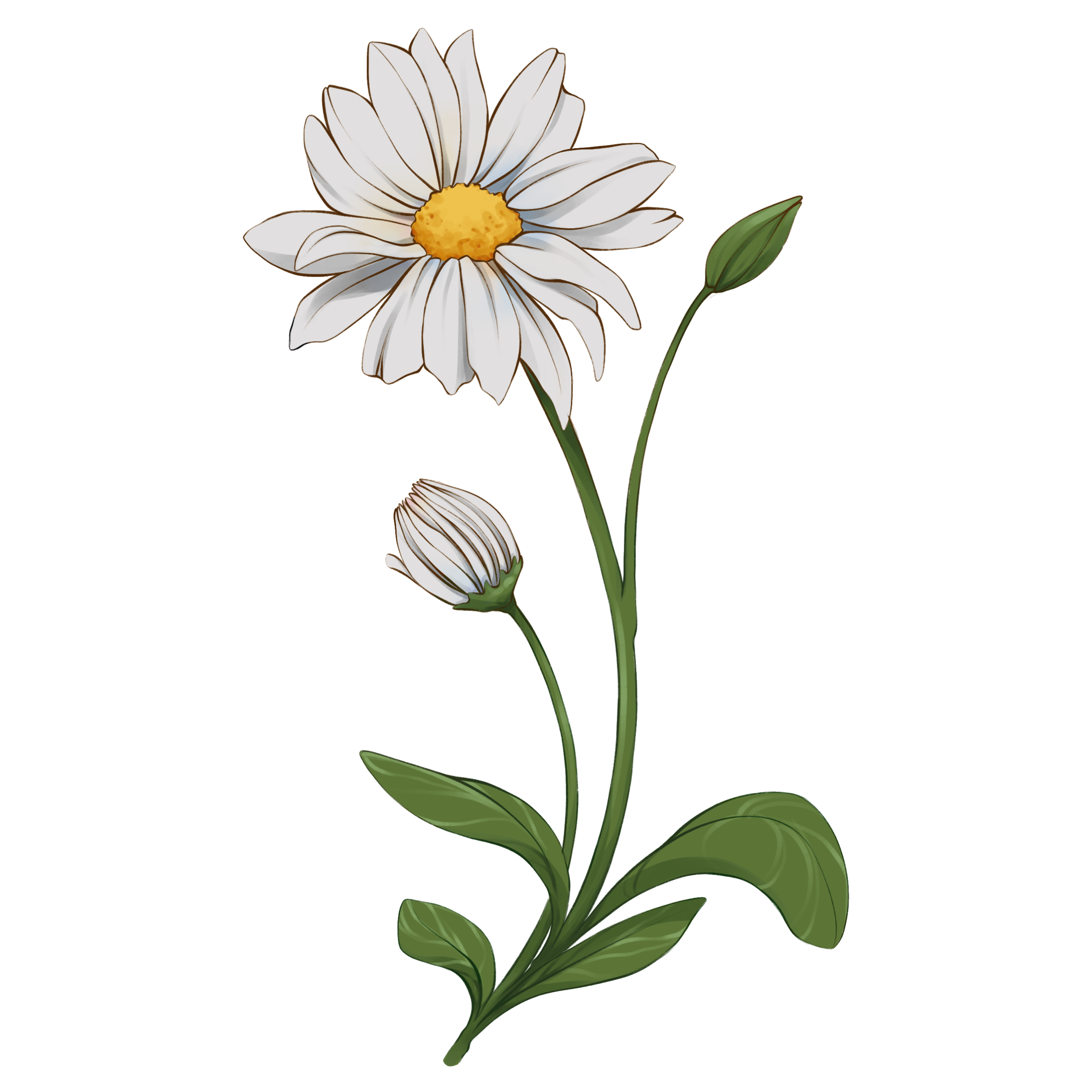 Daisy background