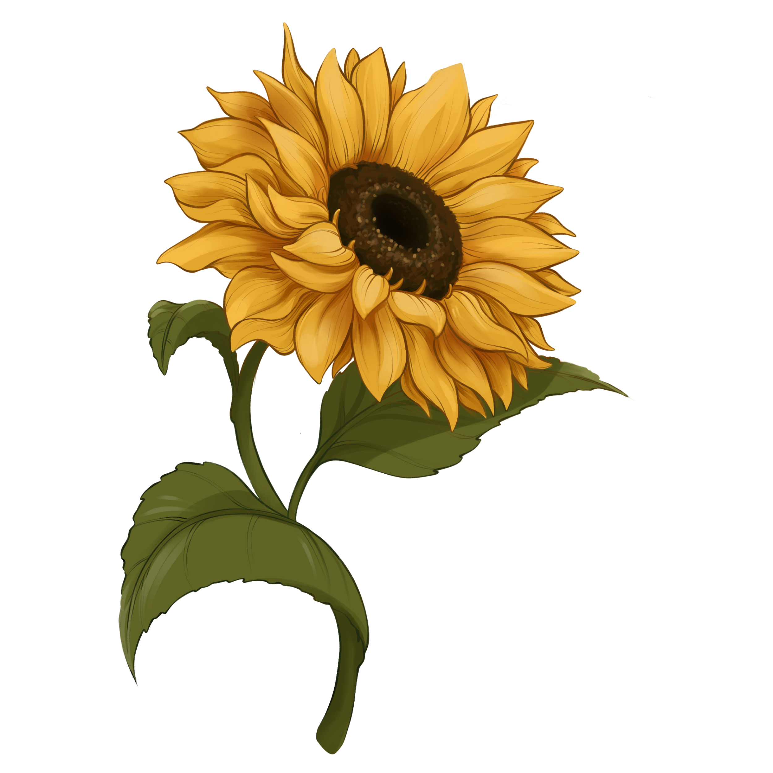 Sunflower background